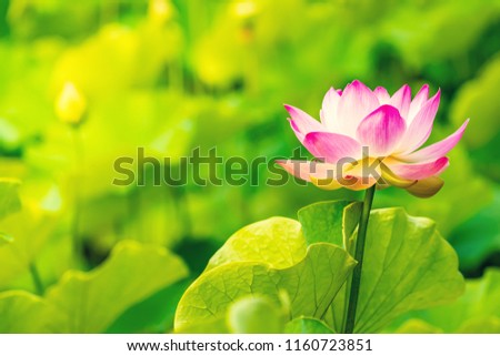 Closeup Photo
