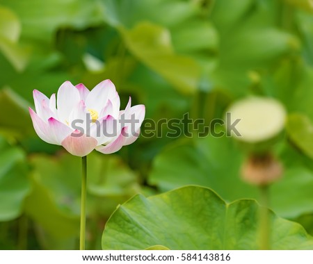 Closeup Photo