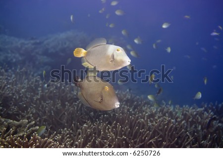 Couple of tropical fishes Half-moon Triggerfish (Sufflamen  chrysopterus). Maldives. Indian ocean. Addu atoll.
