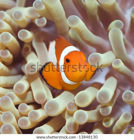 Anemone and Clownfish close-up. Borneo