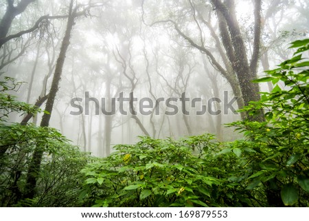 green tree rain forest in autumn season of thailand