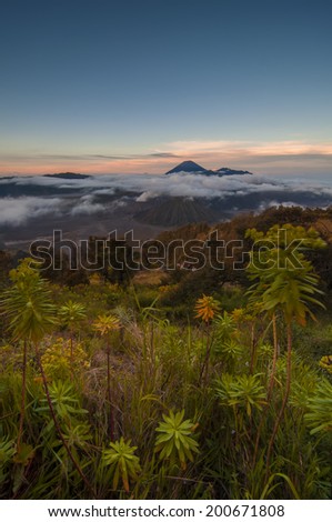 Bromo Tengger Semeru National Park at Sunrise with blurry wild flower (effect of long exposure shot) as a foreground.