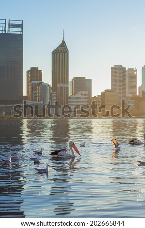 Western Australia - Flamingo on Swan River with Perth City as a background