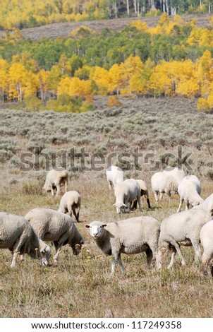 White faced sheep grazing in sagebrush in the mountains during autumn with yellow aspen trees in the  background.
