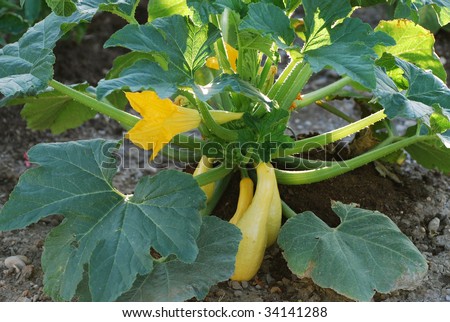Yellow squash plant with blossoms.