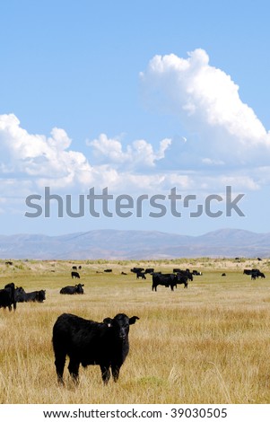 Black Angus cattle grazing in an open pasture with blues skies and clouds.