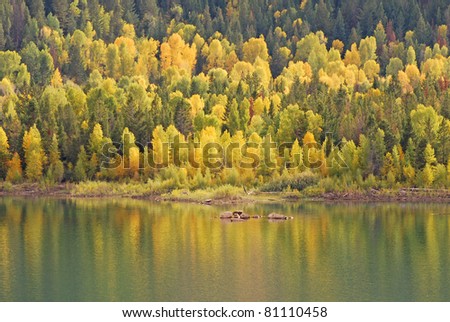Changing aspen trees reflecting in a mountain lake in the fall.
