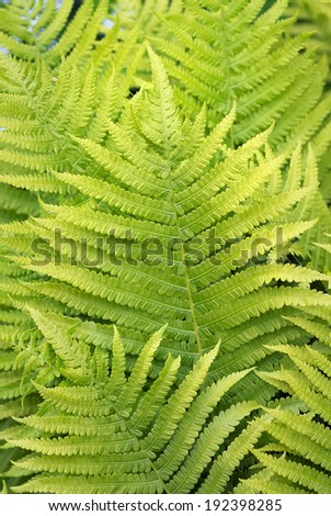 Fresh green fern leaves. Forest fern leaves
