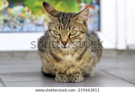 Tabby cat with green eyes lying on the floor near the door
