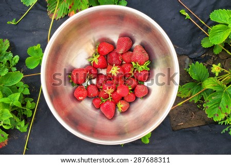 Fresh strawberries in rustic iron bowl. Gathering berries