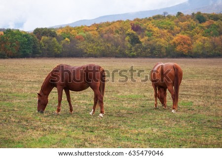 Similar – Image, Stock Photo Horse grazing in pasture in daylight under cloudy sky