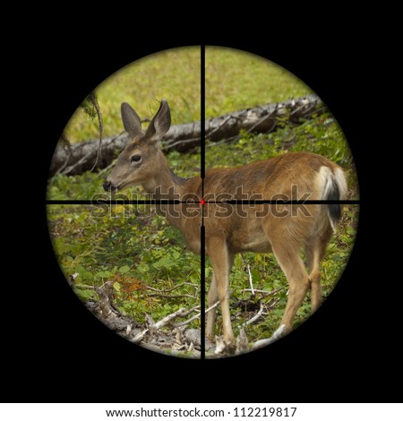 Young roe deer calf being targeted by a hunter with the cross hairs of the scope on his rifle