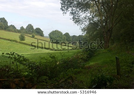 A lush summer meadow with hawthorn hedges and freshly chopped wood bordering the trail through the gully
