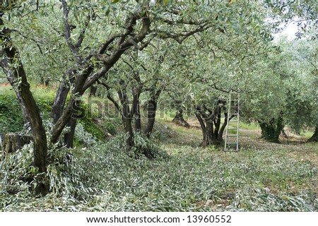 Pruning in an olive orchard in the Vaucluse, France