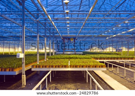 A robotic pick and place unit in a tungsten lit glasshouse, arranging trays of lilies at dusk