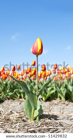 Single tulip with a flowerbed in the background
