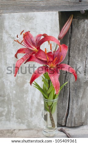 tiger lily bouquet at old wall
