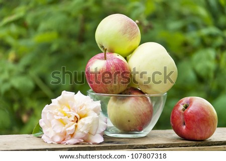 one rose and apples summer still life outdoor