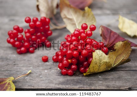 ripe red viburnum berries, shallow depth of field