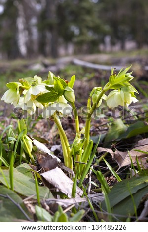 Christmas rose blooming, Helleborus caucasicus at spring forest