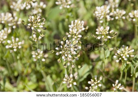 shepherd\'s purse flowers  background; Capsella