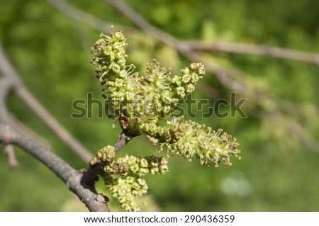 mulberry tree in bloom