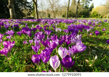 Similar – Image, Stock Photo Spring awakening