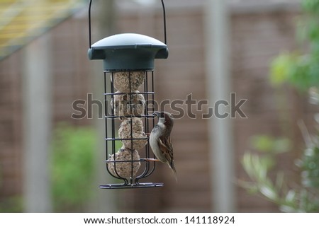 Bird on a feeder eating fat balls,