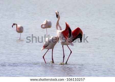 dancing flamingo