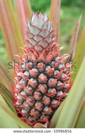 pineapple  plant    with   its  nature   flower