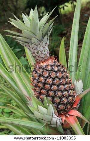 pineapple  with  its  nature   flower   and   leaf