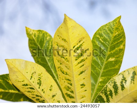 Yellow long leaves