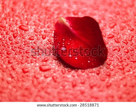 Red color Rose petals with water drops on red background