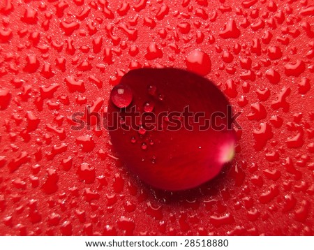 Single Rose petals with water drops