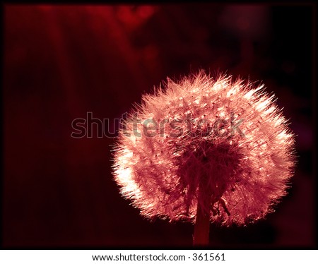 red  dandelion