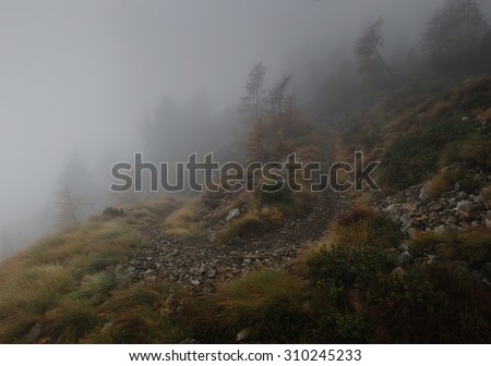 Leading up the hill alpine trail. Small trees in fog. Tirano, Italian Alps