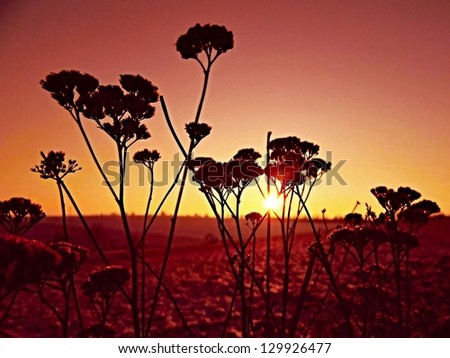 flowers silhouette at sunset