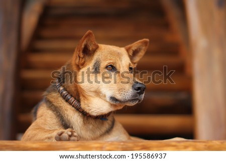 lonely dog