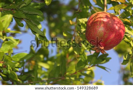 Pomegranate tree with fruit. Focus on the right, copy space on left