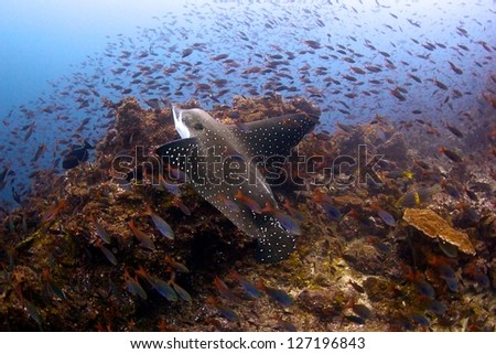 Eagle Ray swimming in the waters of Coco Island in Costa Rica