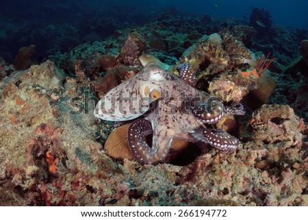 Octopus underwater in Andaman sea, Thailand