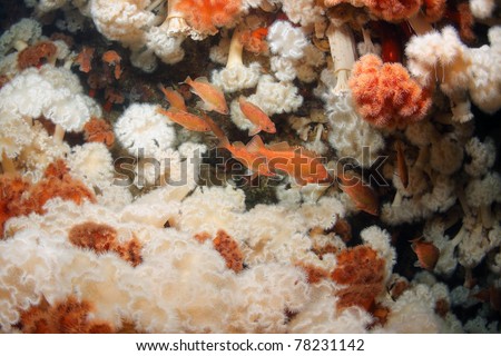 Owston sting fish under water at depth of 40 meters in thickets of sea anemones in sea of japan, Russia