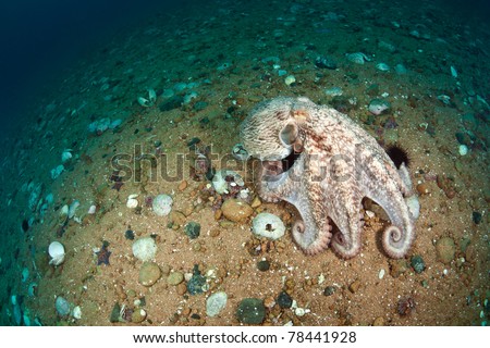giant octopus dofleini,walking on sea floor, sea of japan, Russia, october 2010, deep - 15 meters