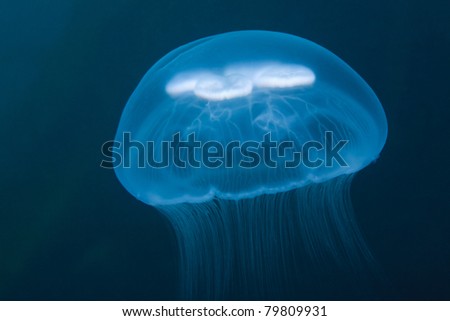 moon jellyfish under water in sea of japan, Russia