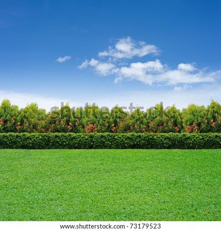 Similar – Image, Stock Photo Green hedge with blue sky and trees on the background, closeup of a hedge home garden in the summer nature