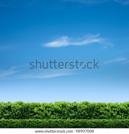 Similar – Image, Stock Photo Green hedge with blue sky and trees on the background, closeup of a hedge home garden in the summer nature