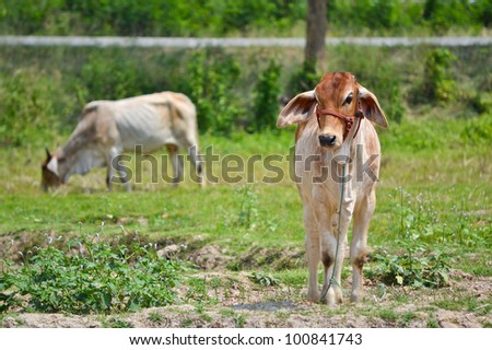 brown cows in field of northern thailand