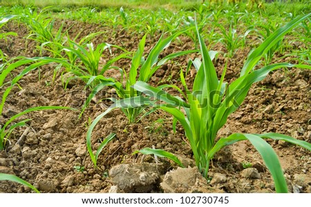 corn plant in farm of thailand southeast asia