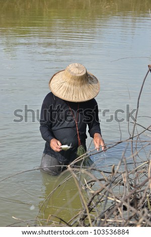 fisherman hunting fish in countryside pond by purse seine of Thailand southeast asia