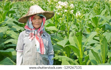 old asian woman farmer in tobacco farm of thailand